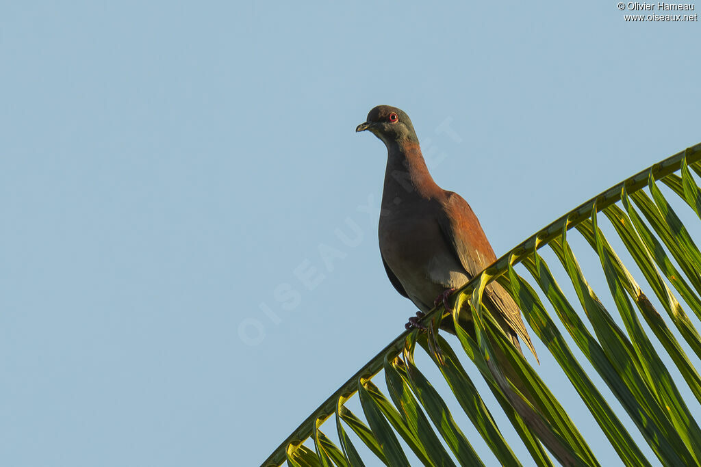 Pigeon rousset