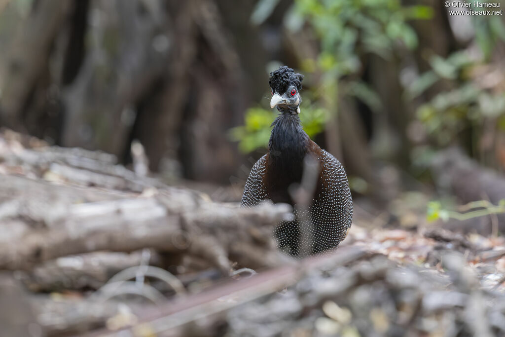 Pintade de Pucheranadulte, habitat