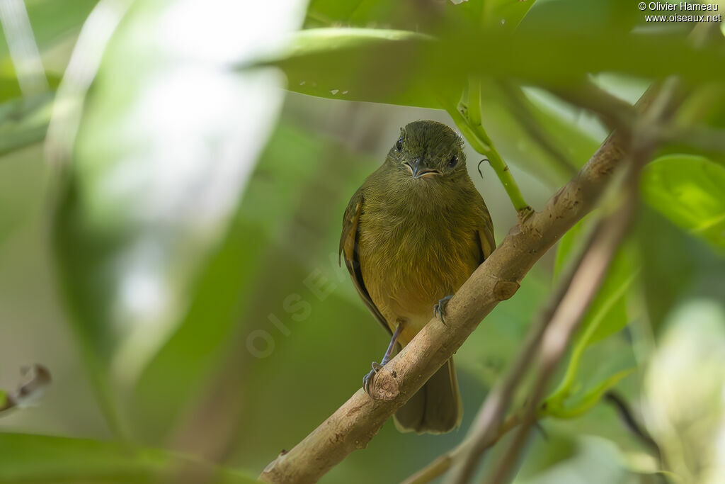 Pipromorphe de McConnell