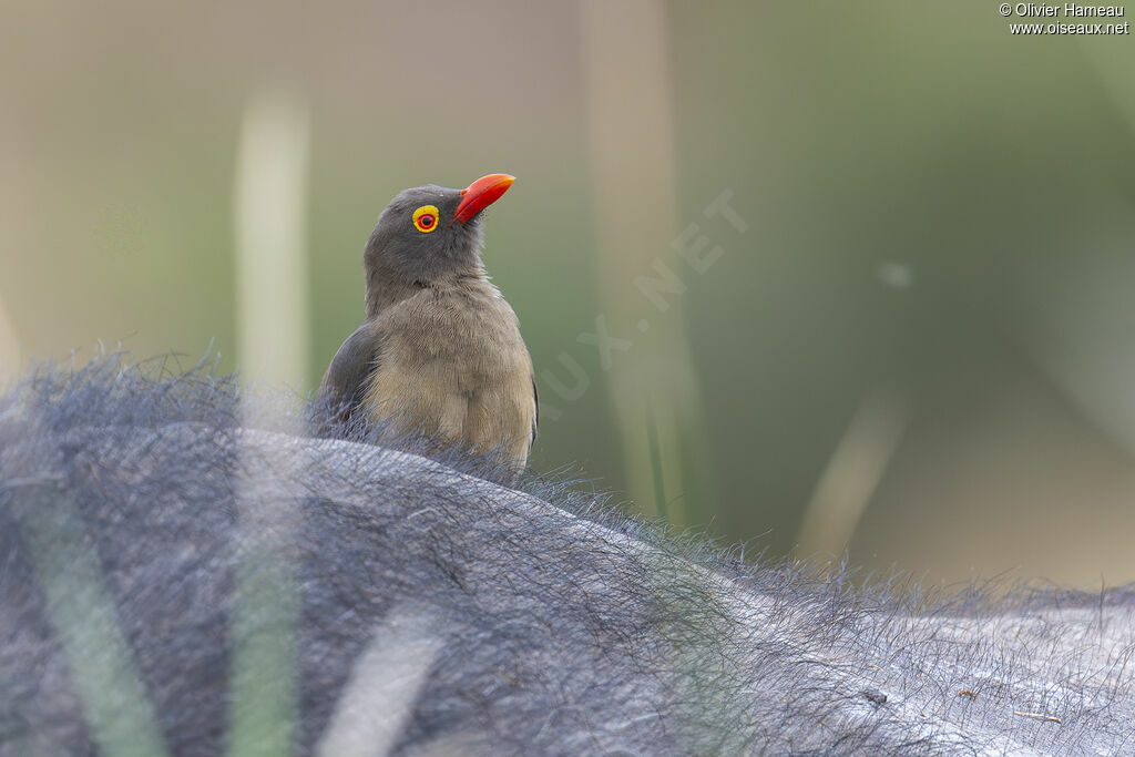 Piqueboeuf à bec rouge, identification, mange