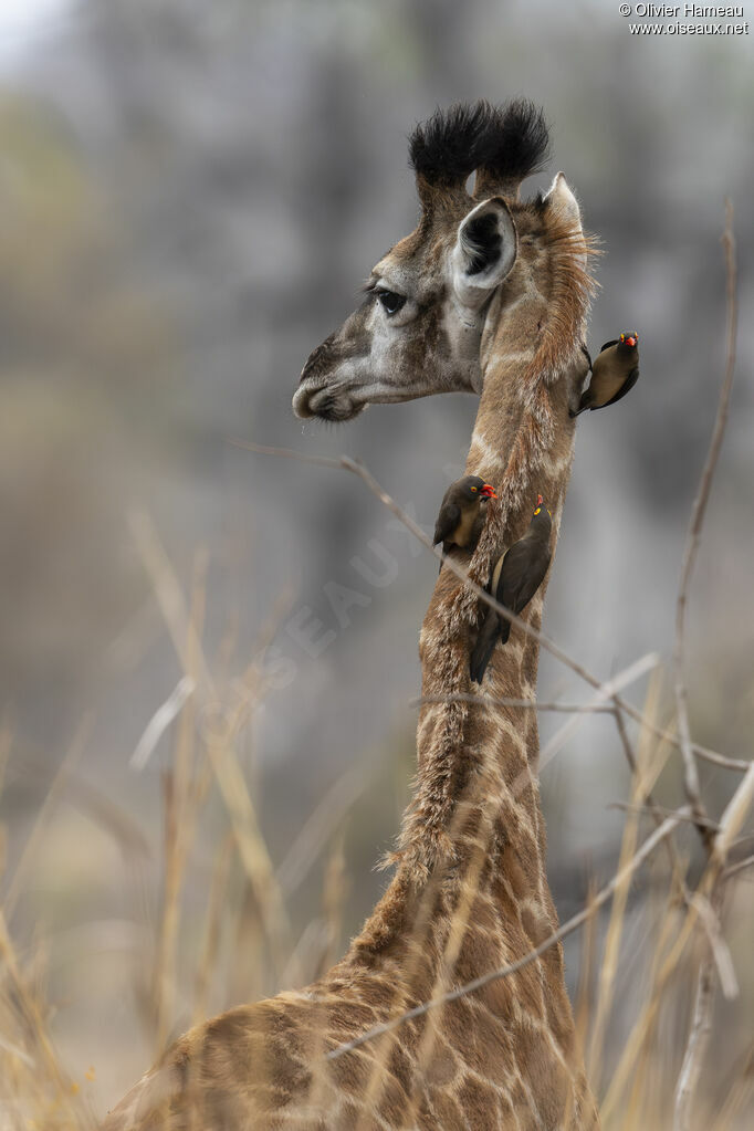 Piqueboeuf à bec rouge, habitat, mange