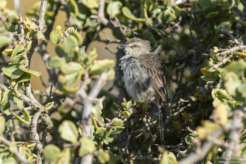 Prinia du Karrooadulte, identification
