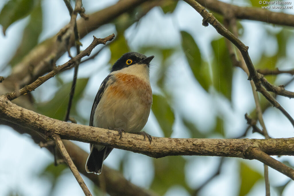 Pririt de Woodward - Pririt des Woodward<br /> mâle adulte, identification