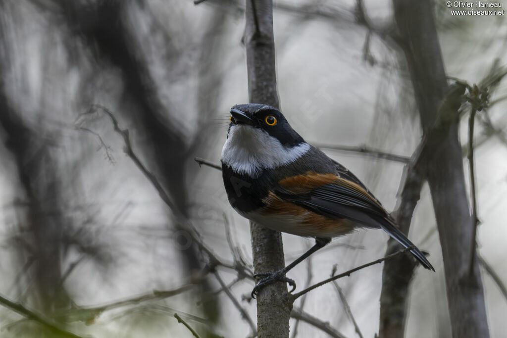Pririt du Cap mâle, identification