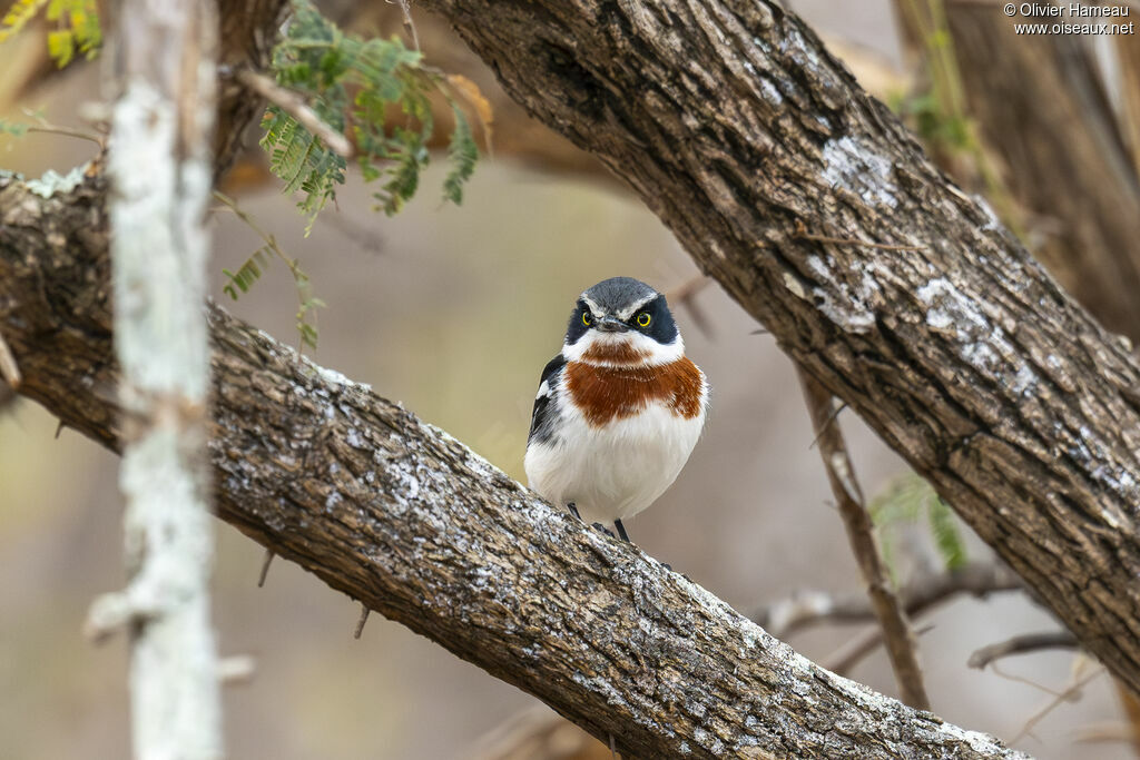 Pririt molitor femelle, identification