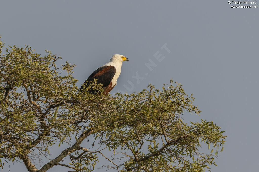 Pygargue vocifère - Pygargue vocifer<br />, identification