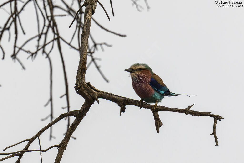 Rollier à longs brins, identification