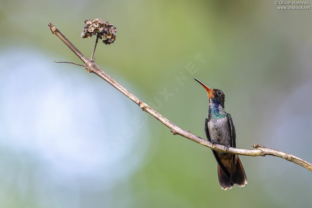 Saphir à gorge rousse - Ariane à gorge rousse<br />