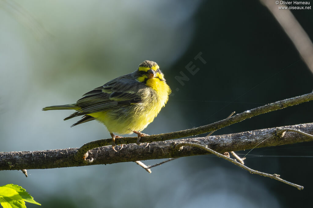 Serin du Mozambiqueadulte, identification