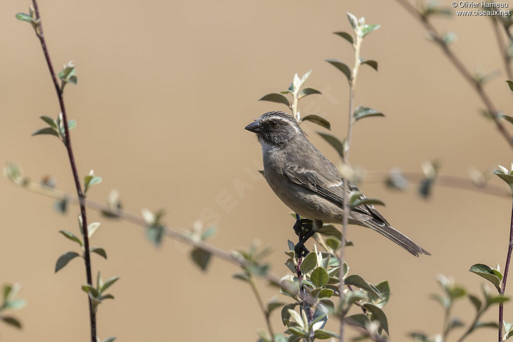 Serin gris, identification