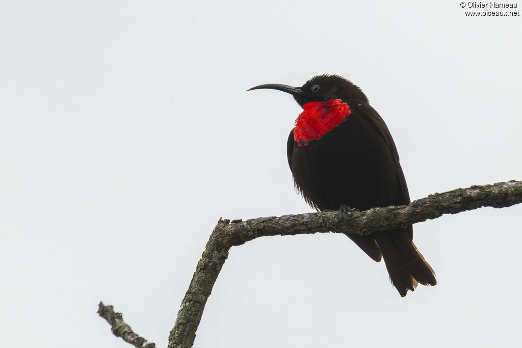 Souimanga à poitrine rouge mâle adulte, identification
