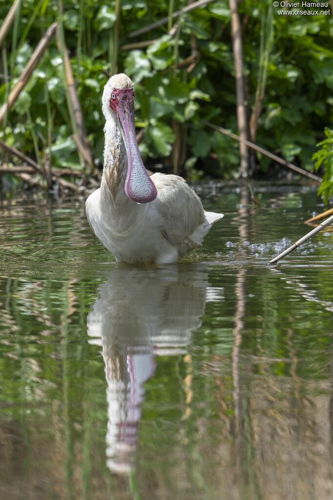 Spatule d'Afriqueadulte, identification