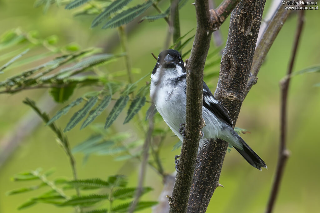Sporophile à ailes blanches