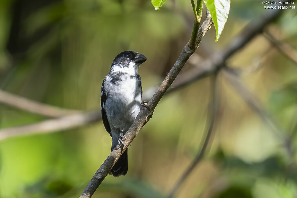 Sporophile à ailes blanches