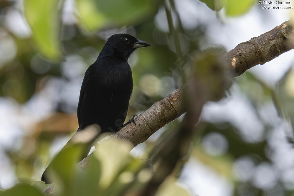 Tangara à galons blancs