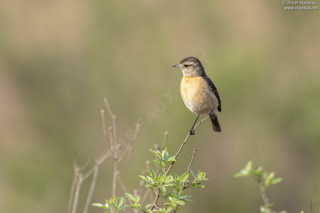 Tarier africain - Tarier d'Afrique<br /> femelle, identification