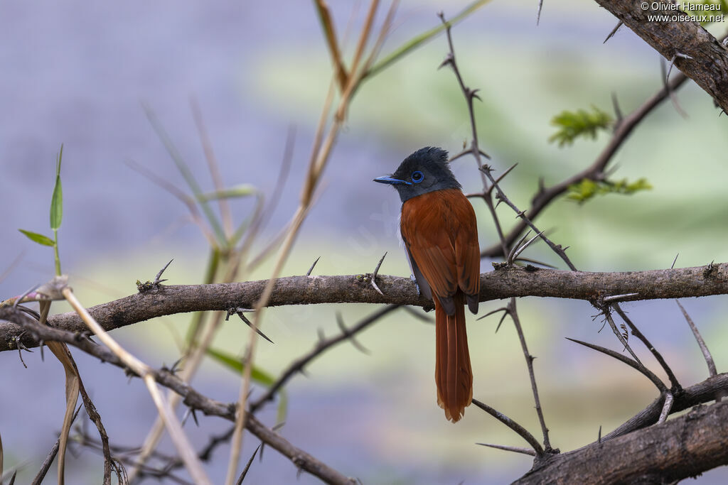 Tchitrec d'Afrique femelle adulte, identification