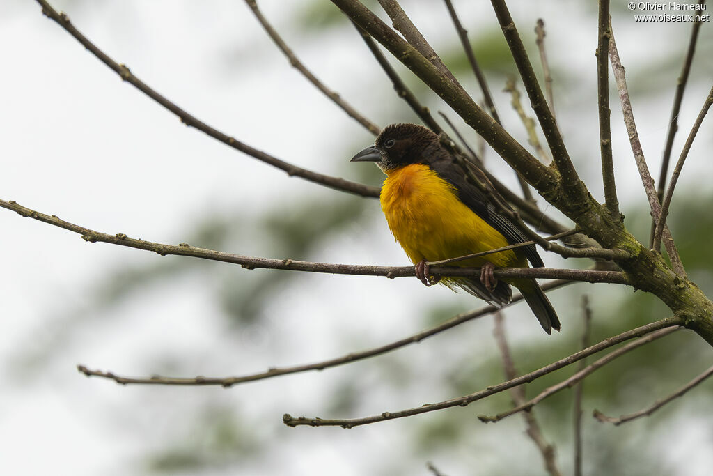Tisserin bicolore mâle adulte, identification