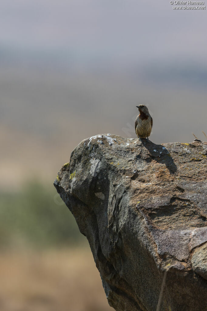 Torcol à gorge rousse, habitat