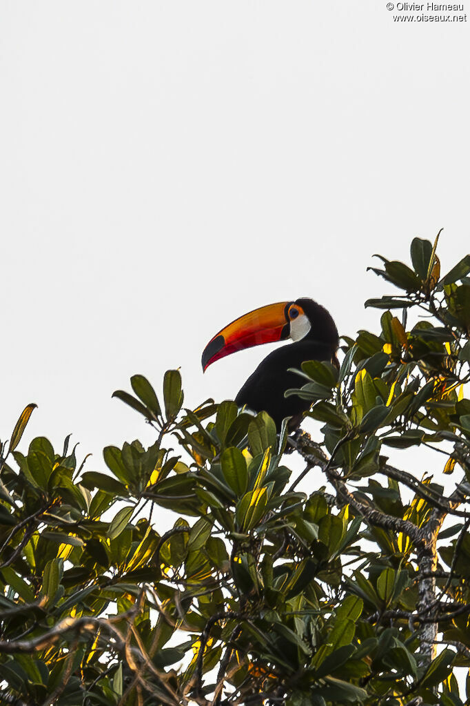 Toucan toco