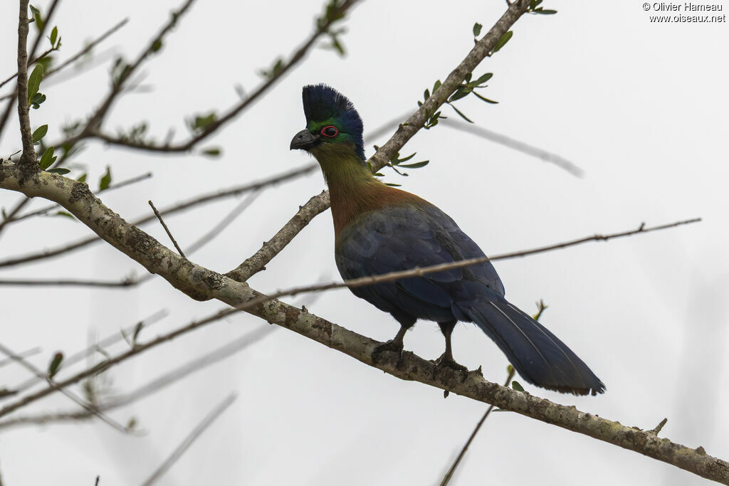 Touraco à huppe splendide, identification