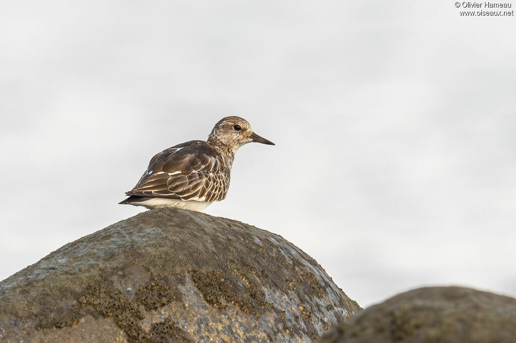 Tournepierre à collier