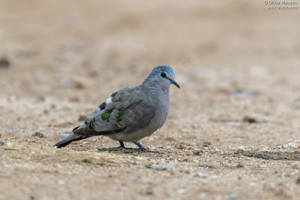 Tourtelette émeraudine
