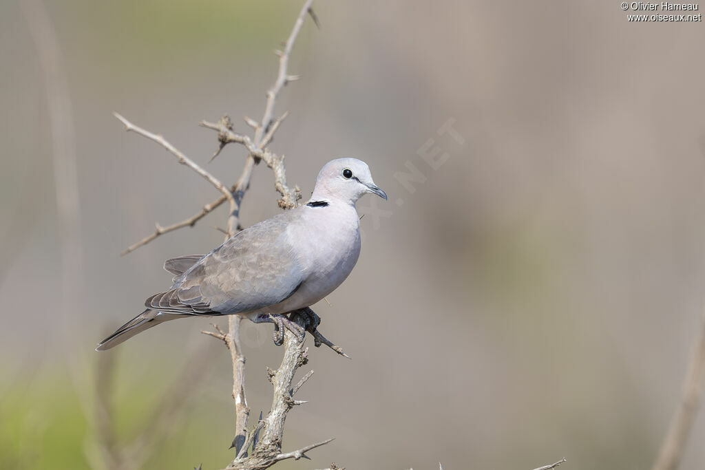 Tourterelle du Capadulte, identification
