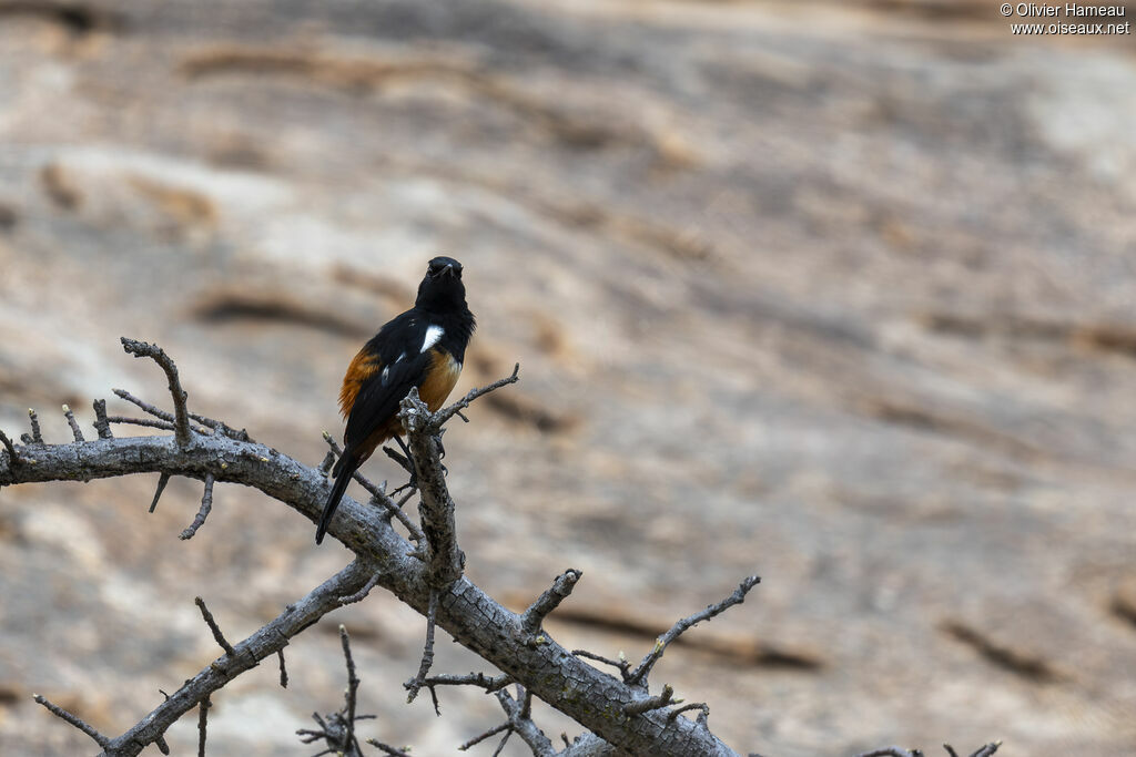 Traquet à ventre roux