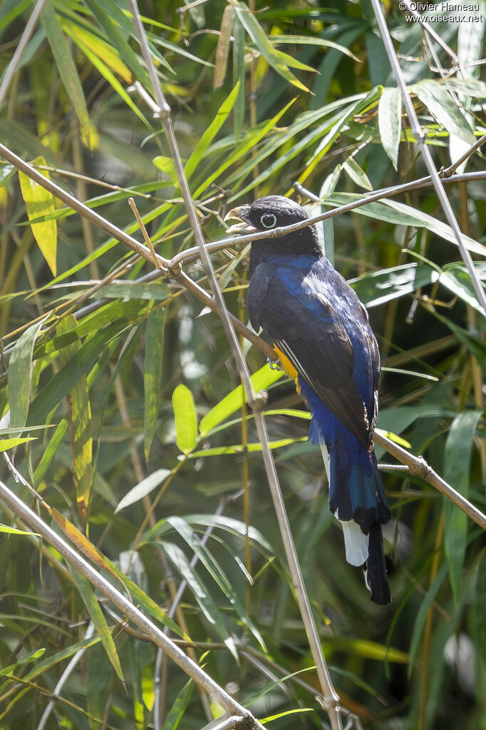 Trogon à queue blanche