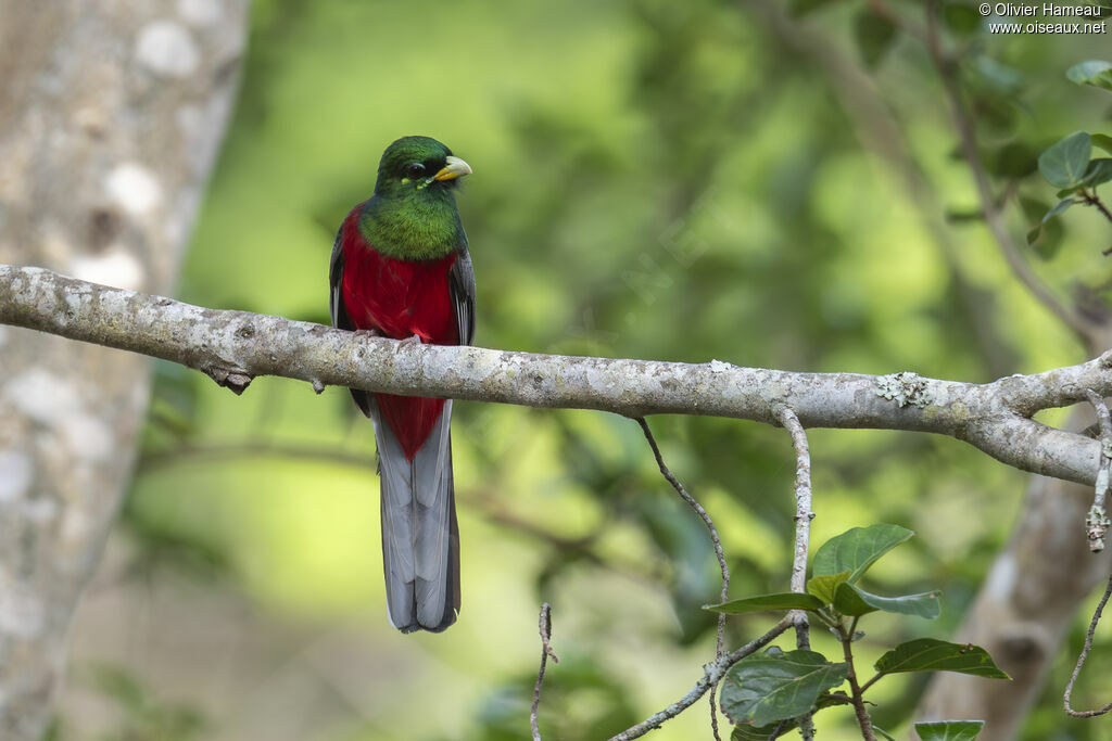 Trogon narina mâle adulte, identification