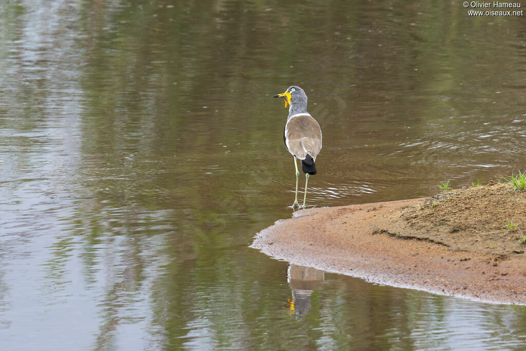 Vanneau à tête blanche, habitat