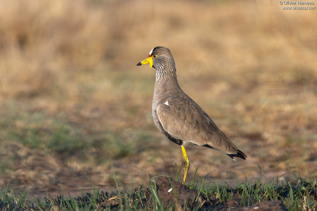 Vanneau du Sénégal, identification