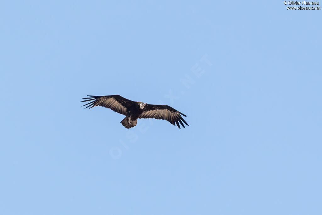 Vautour charognard, Vol