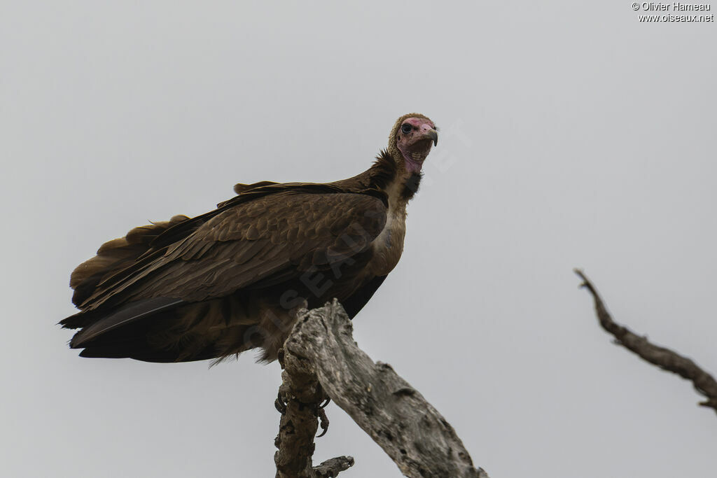 Vautour charognard, identification