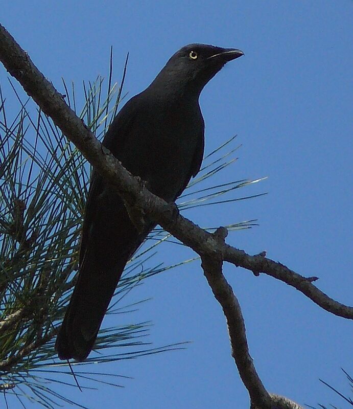 Échenilleur calédonienadulte, identification