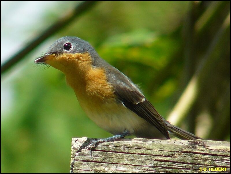 Melanesian Flycatcher female adult, identification, Behaviour