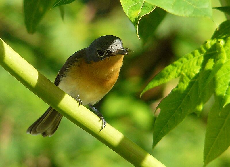 Melanesian Flycatcher female adult, identification, Behaviour