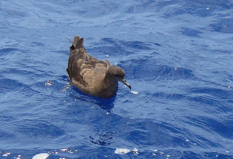 Puffin fouquet, identification