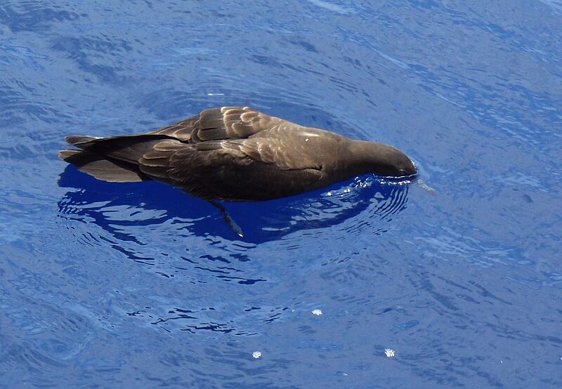 Puffin fouquet, identification, Comportement