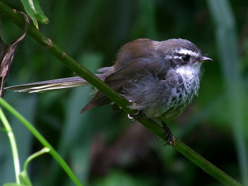 Rhipidure tacheté, identification