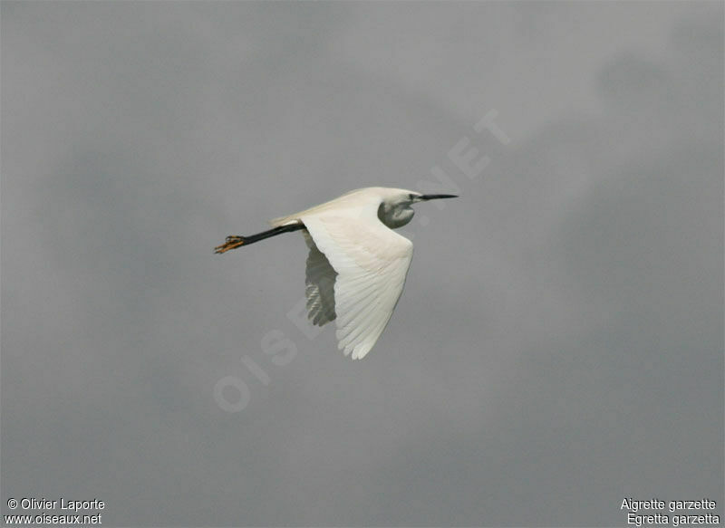 Little Egret