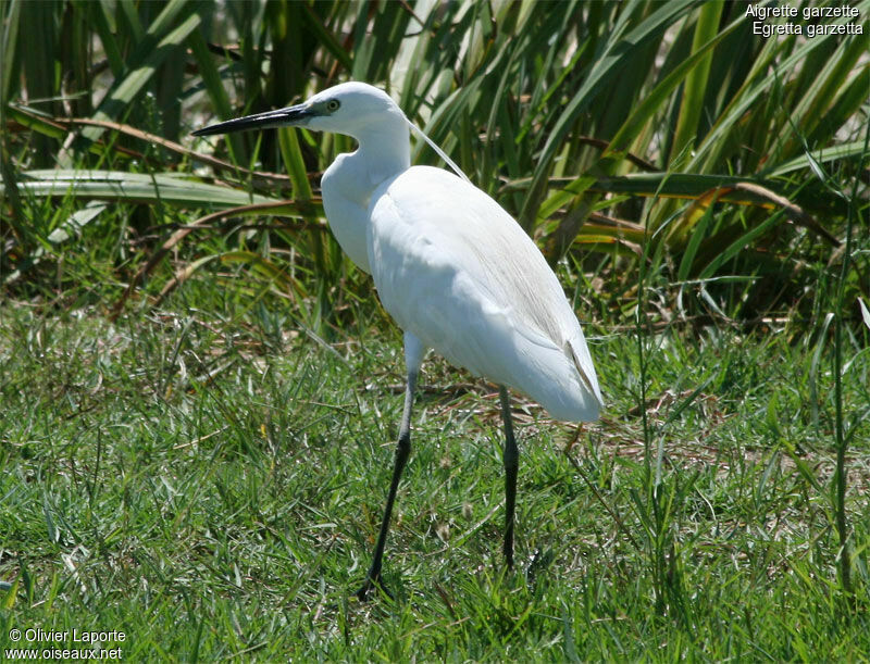 Little Egret