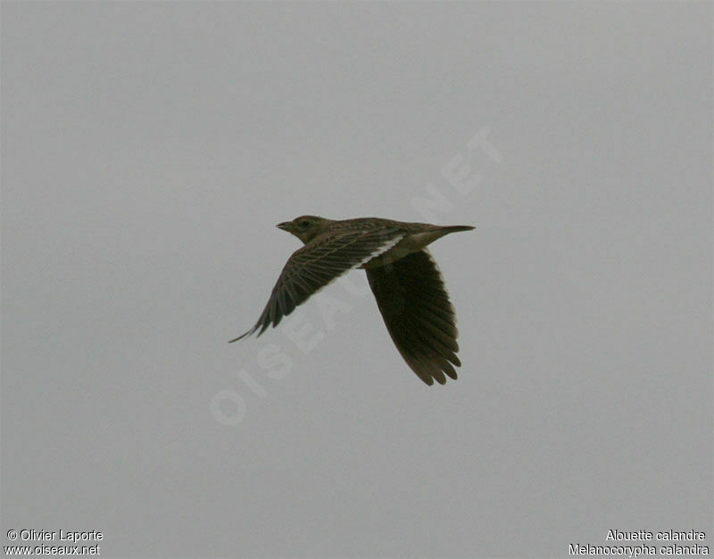 Calandra Lark, identification, Flight, song