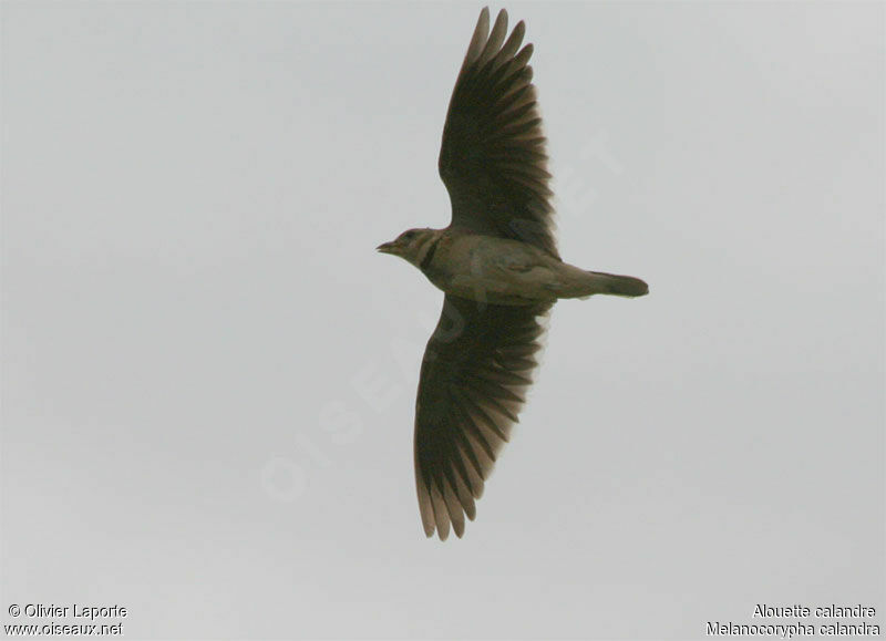 Calandra Lark, identification, Flight, song