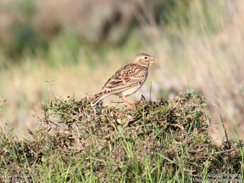 Calandra Lark, identification