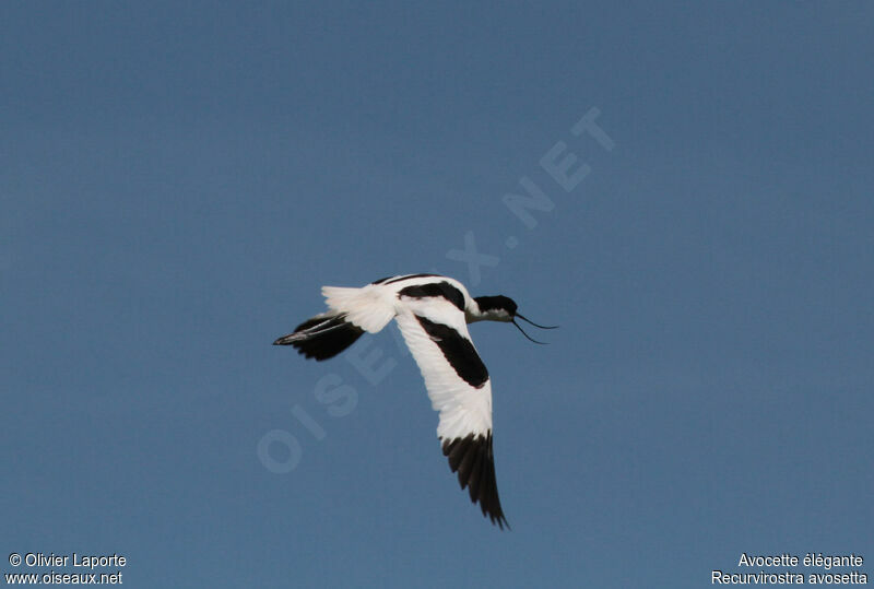 Avocette élégante, Comportement