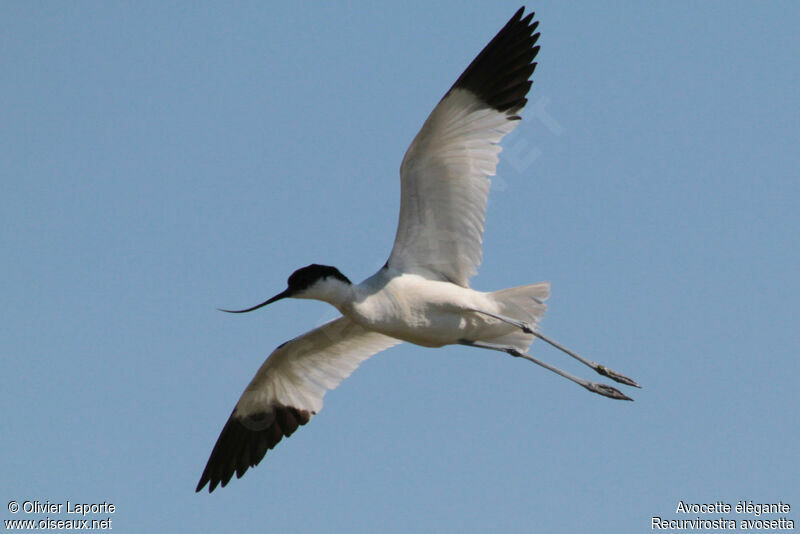 Pied Avocet