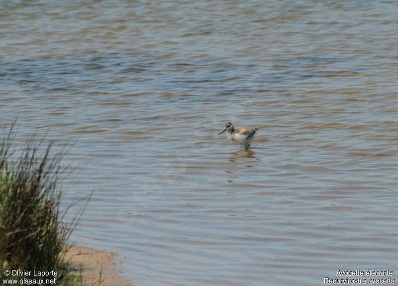 Avocette élégante