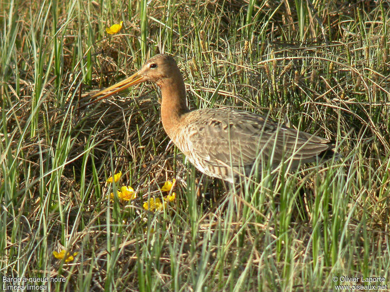 Black-tailed Godwit, identification